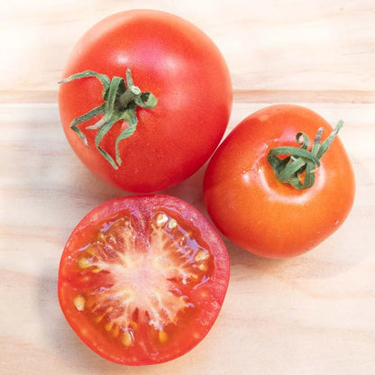 Compacte Glacier tomatenplant met aardappelachtig blad in volle zon