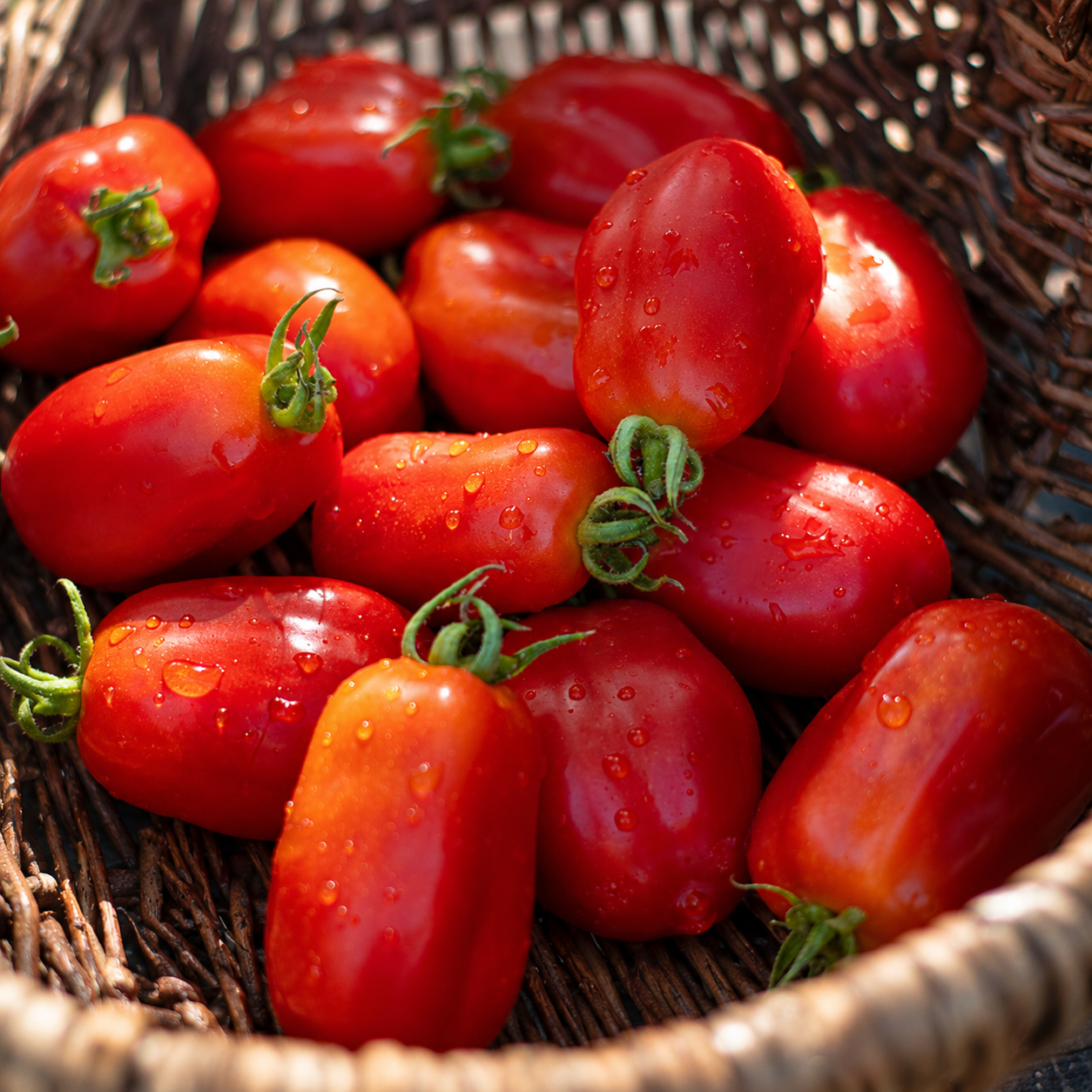 Verse San Marzano tomaten klaar voor saus — Seeds of Regeneration