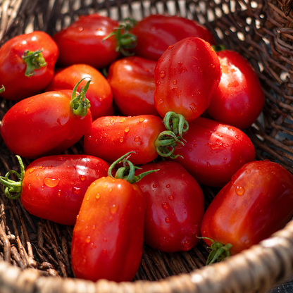 Verse San Marzano tomaten klaar voor saus — Seeds of Regeneration