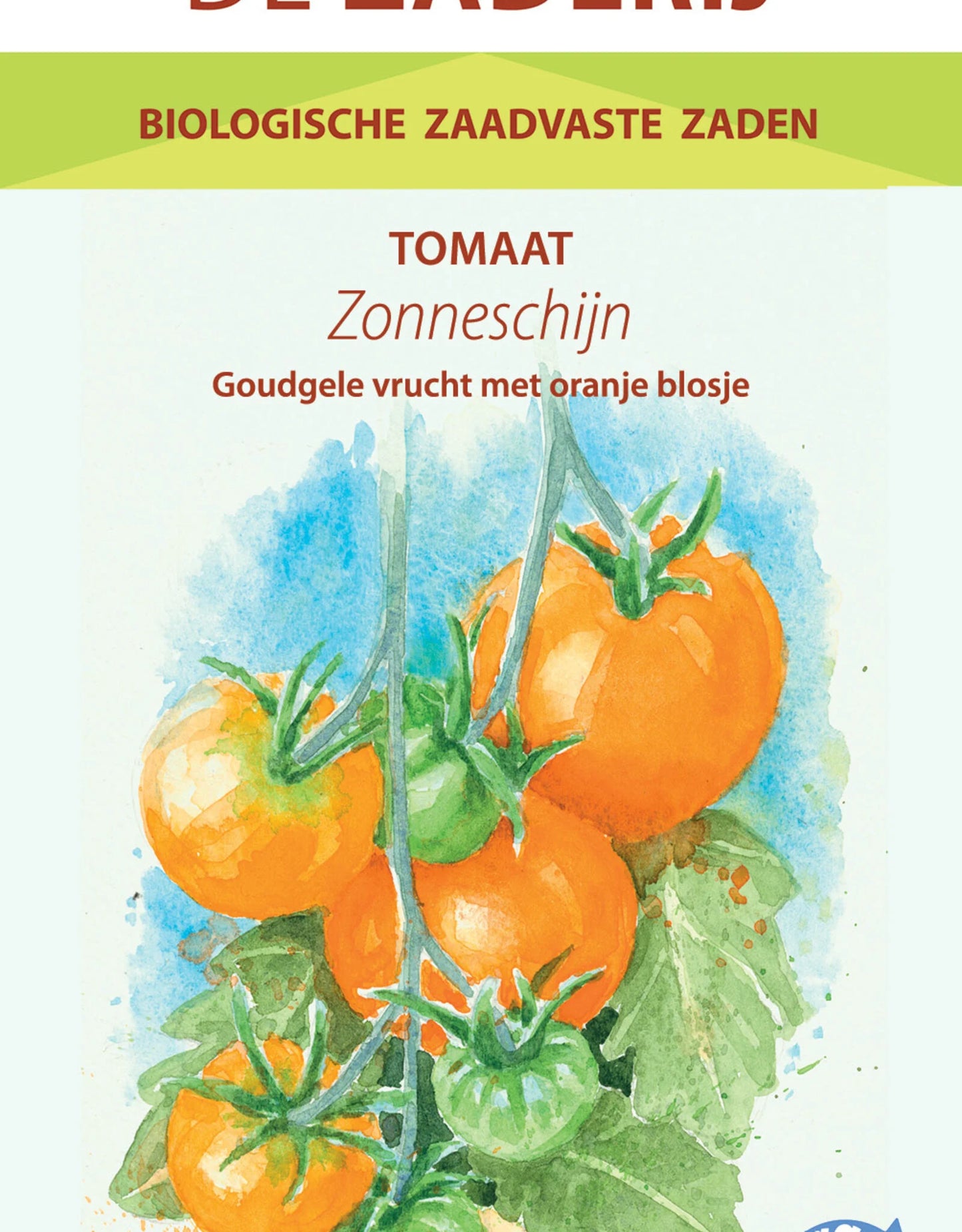 Goudgele Tomaat Zonneschijn – ronde middelgrote tomaat met zacht en zoet vruchtvlees, biologisch Nederlands ras
