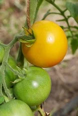 Tomaat Zonneschijn plant in volle grond – robuuste rechtopstaande groei met rijpende goudgele tomaten