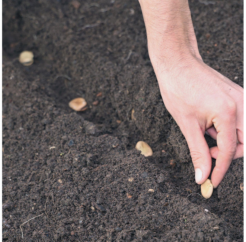 Tuinboon Superaquadulce | Biologische erfgoedzaden | Oud Ras