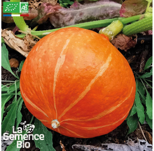 Pompoen “Uchiki Kuri” | Biologische zaden | Oud Ras