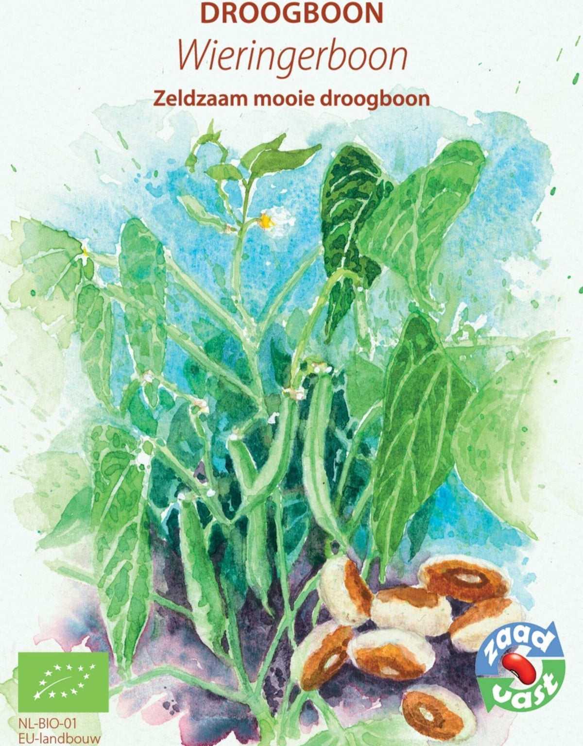 Wieringer bonenplant met peulen in de moestuin, traditioneel zaadvast stambonenras.