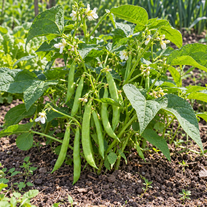 Wieringer bonenplant met peulen in de moestuin, traditioneel zaadvast stambonenras.