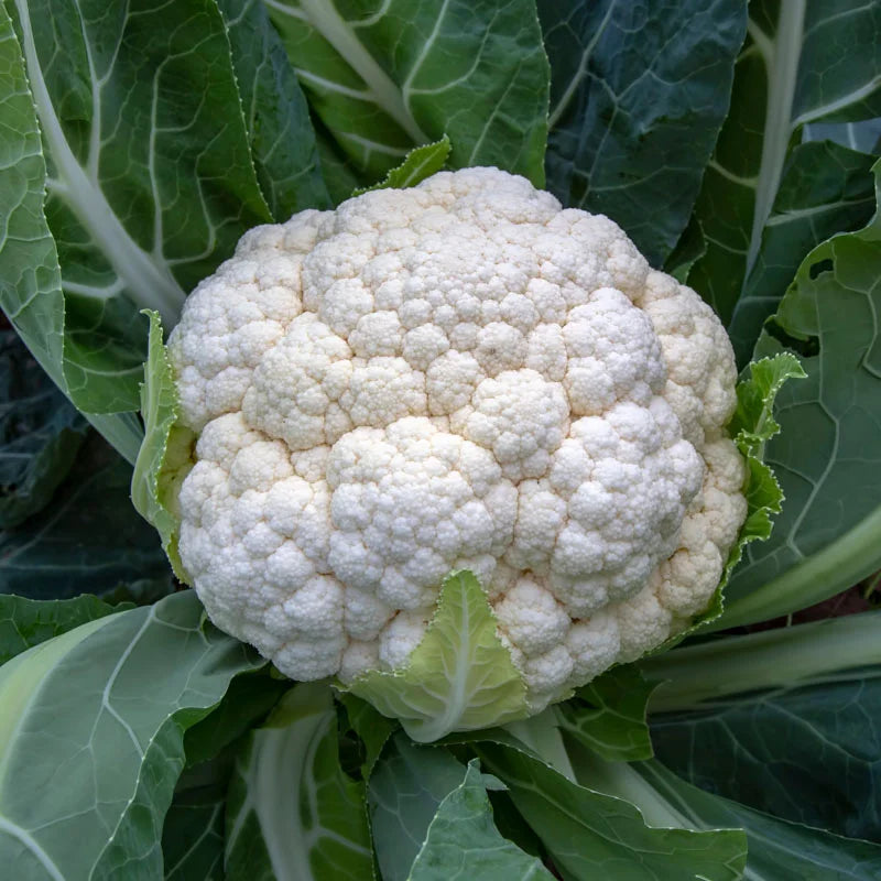 Winter Bloemkool ‘Tardif d’Angers’ | Biologische zaden | Oud Ras