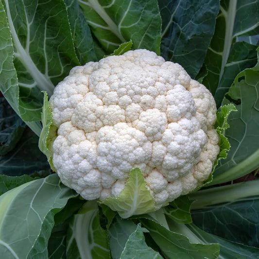 Winter Bloemkool ‘Tardif d’Angers’ | Biologische zaden | Oud Ras