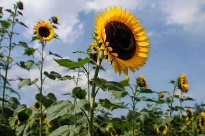 Gele Tarahumara zonnebloem in volle bloei